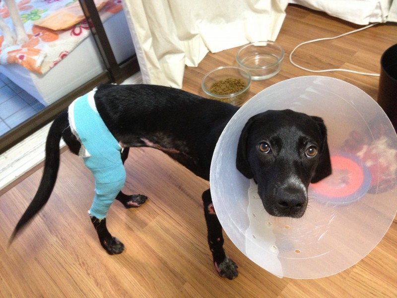 Help PEPPER the dog Rescued from Dragging! ARK Blogs